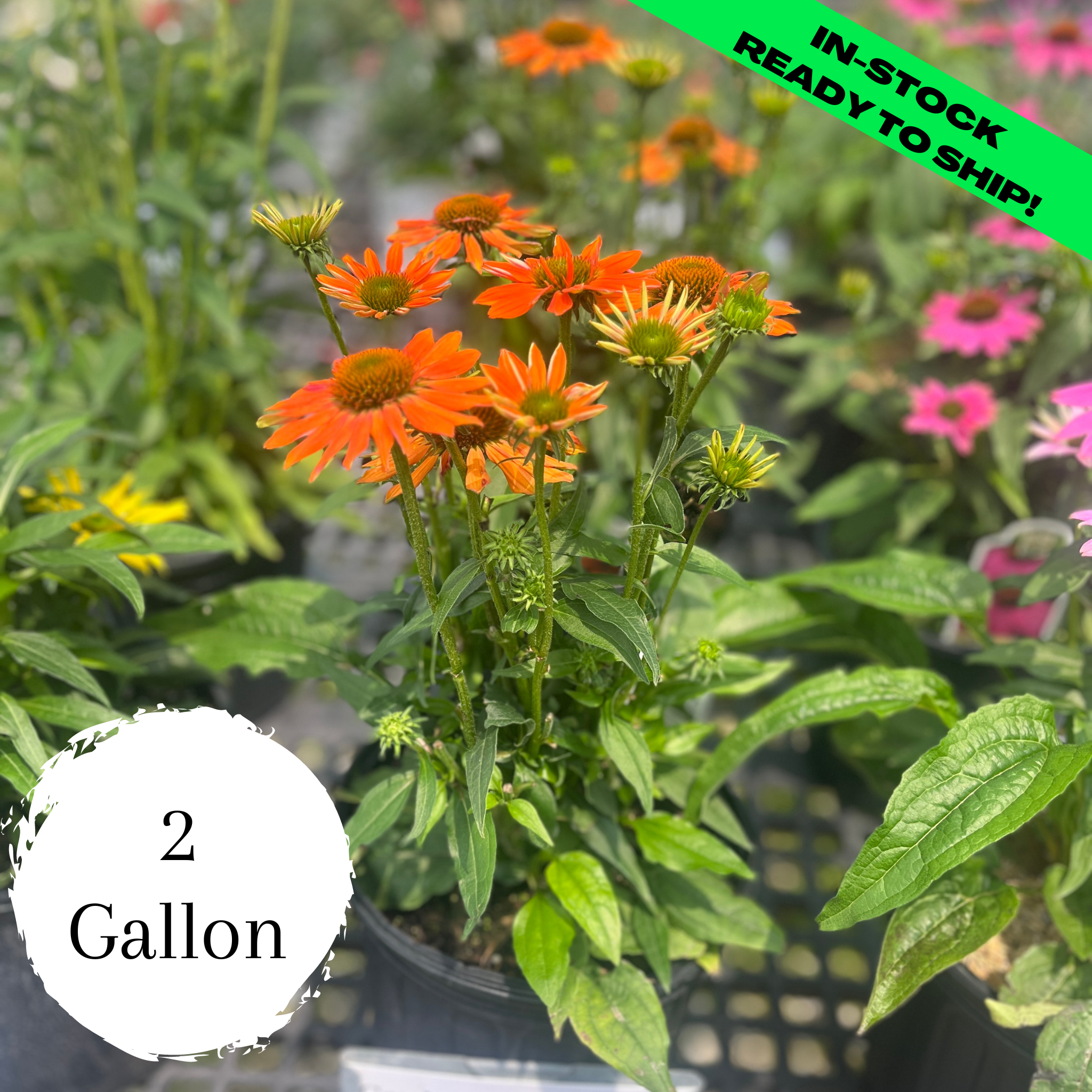 Sombrero Adobe Orange Coneflower