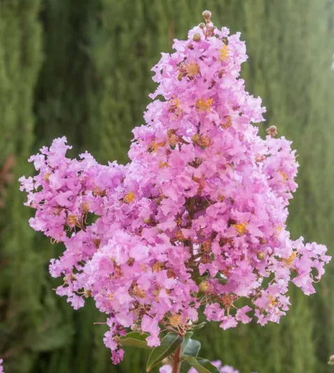 XL Sioux Crape Myrtle