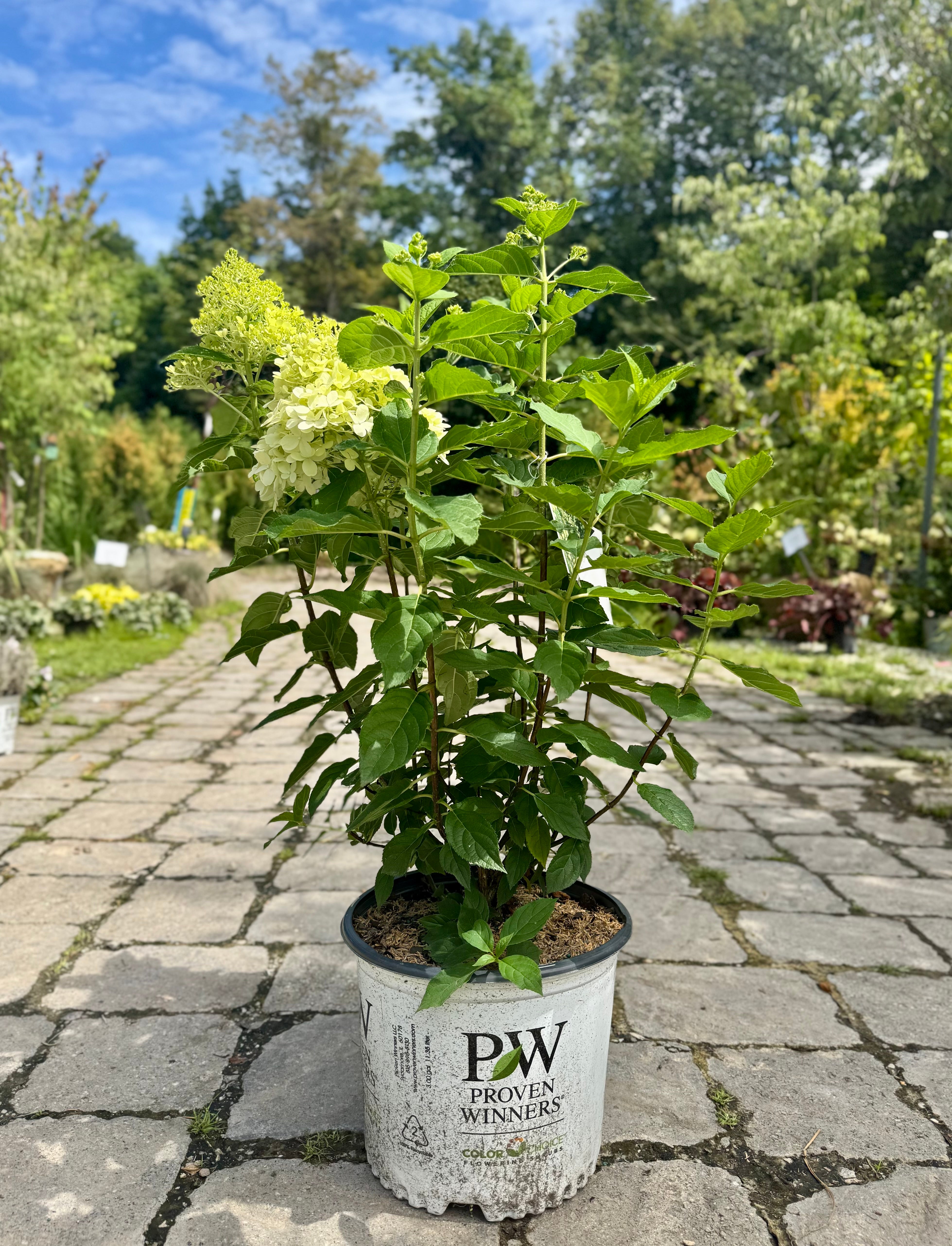 Limelight Hydrangea