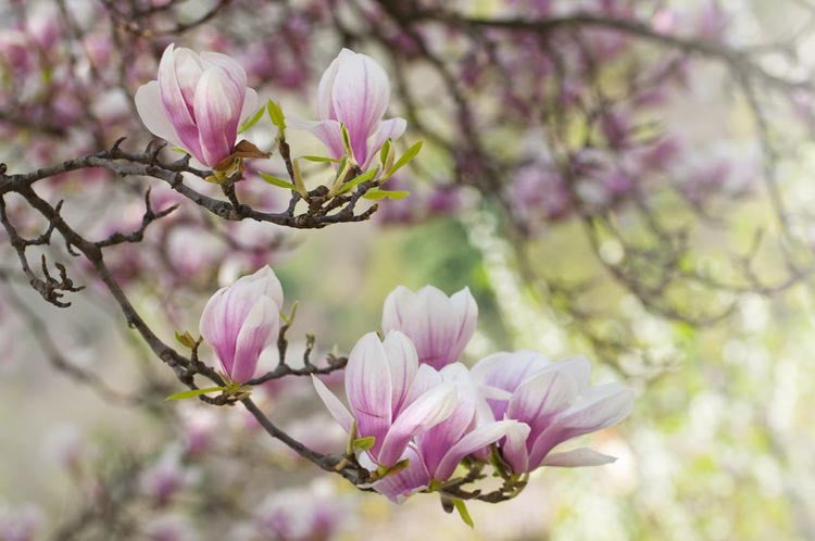 XL Saucer Magnolia