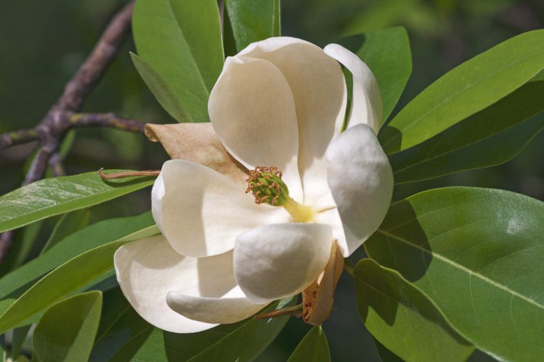 XL Sweetbay Magnolia