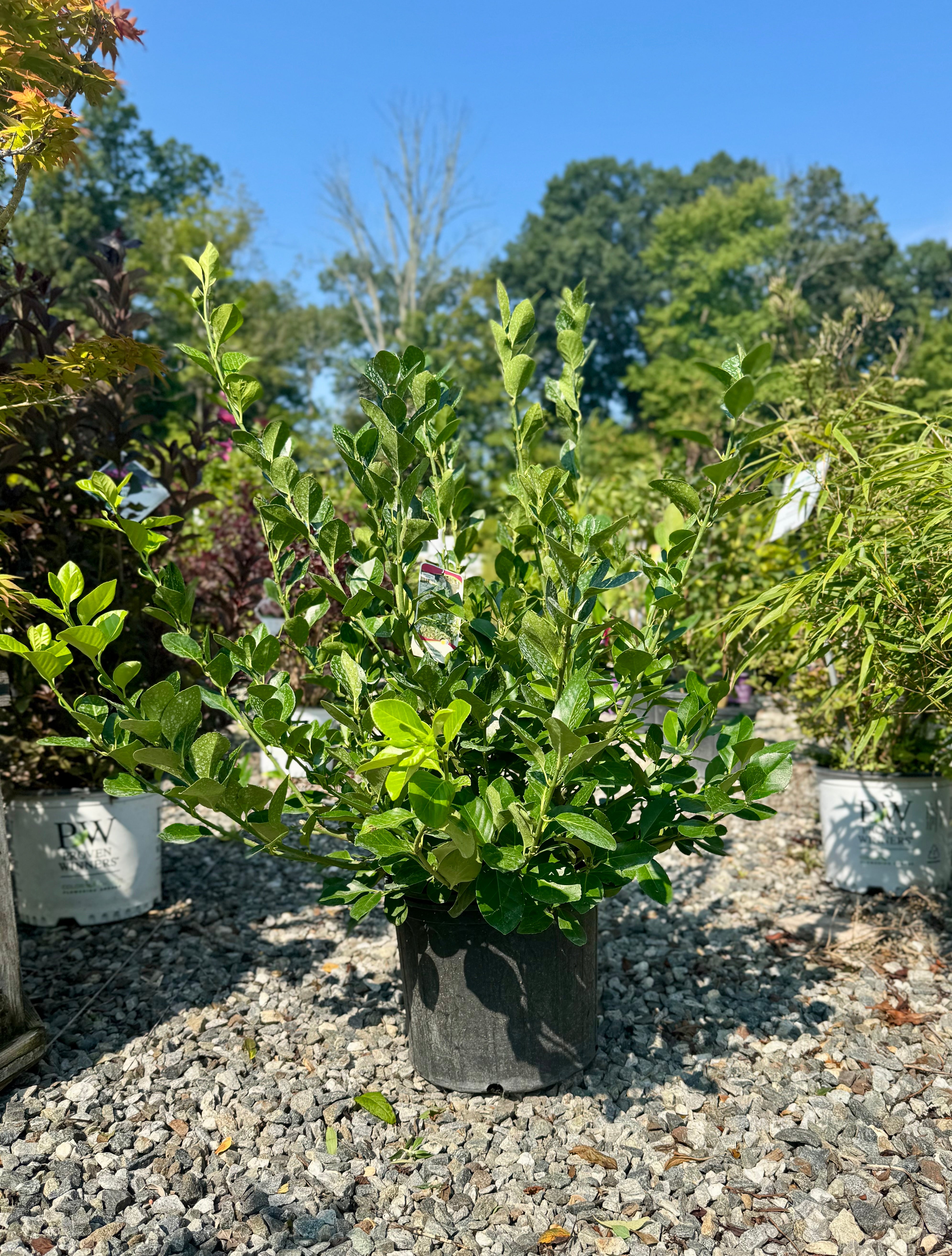 Manhattan Euonymus
