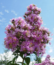 XL Muskogee Crape Myrtle