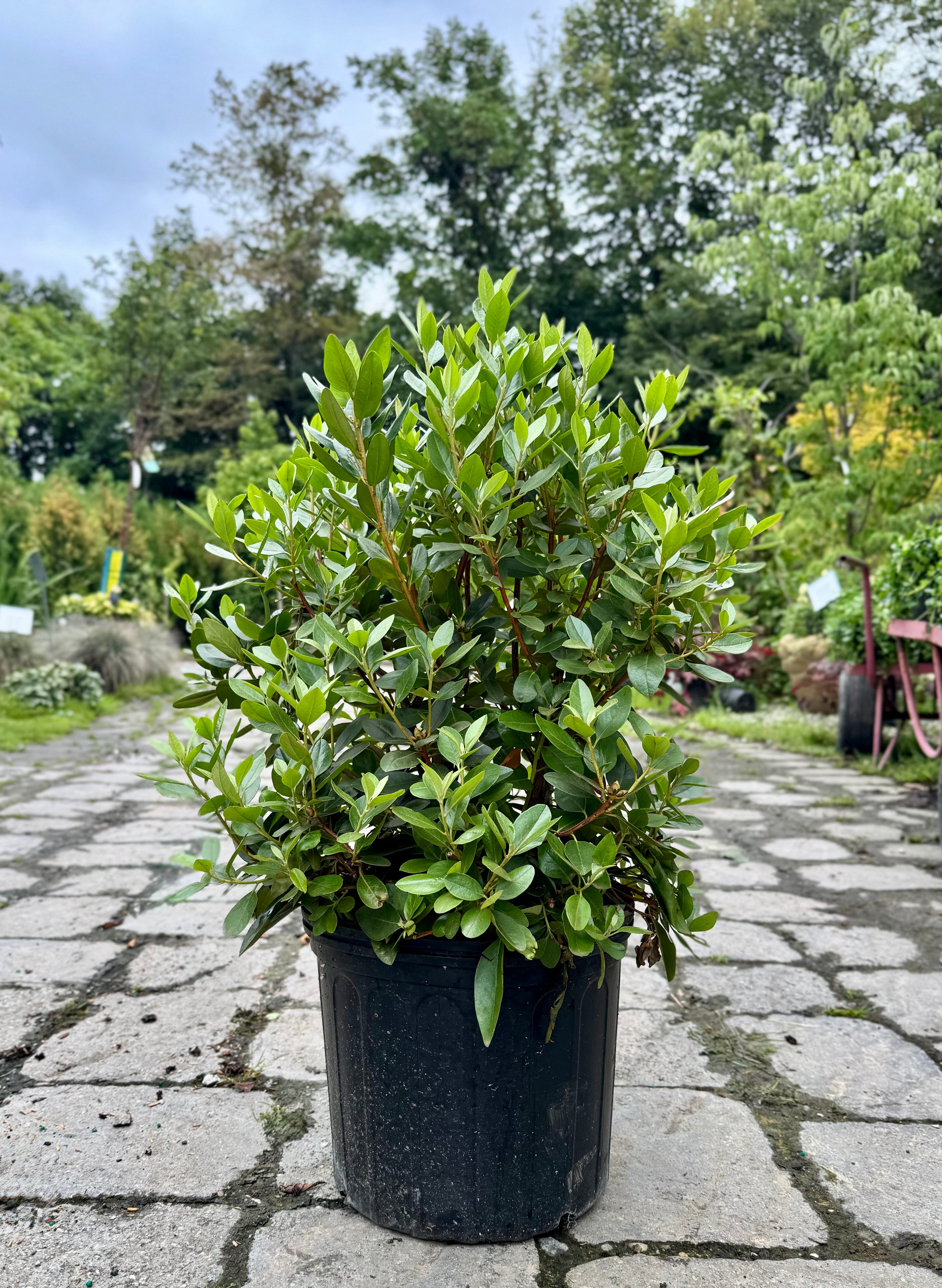 P.J.M. Rhododendron