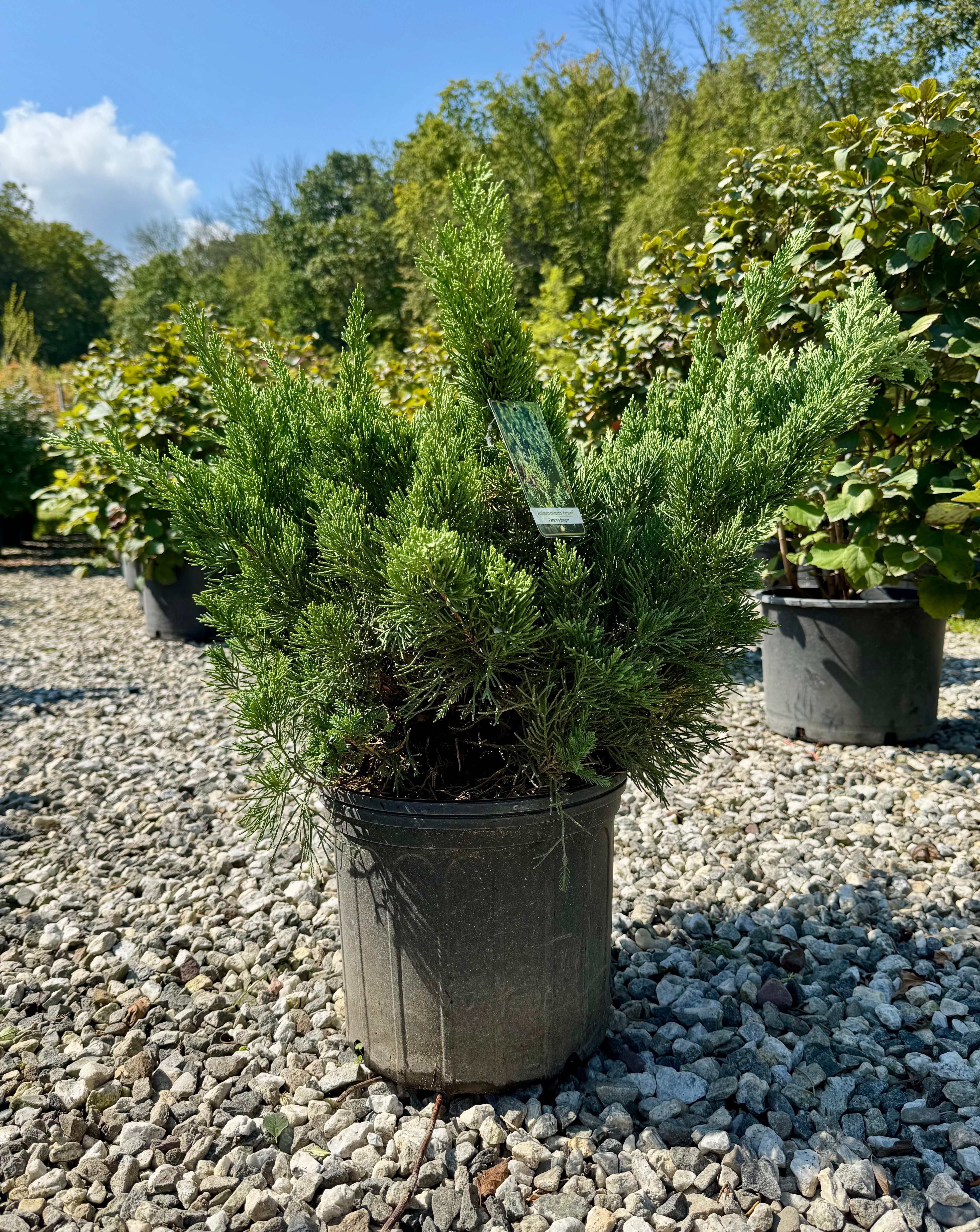 Parson's Juniper