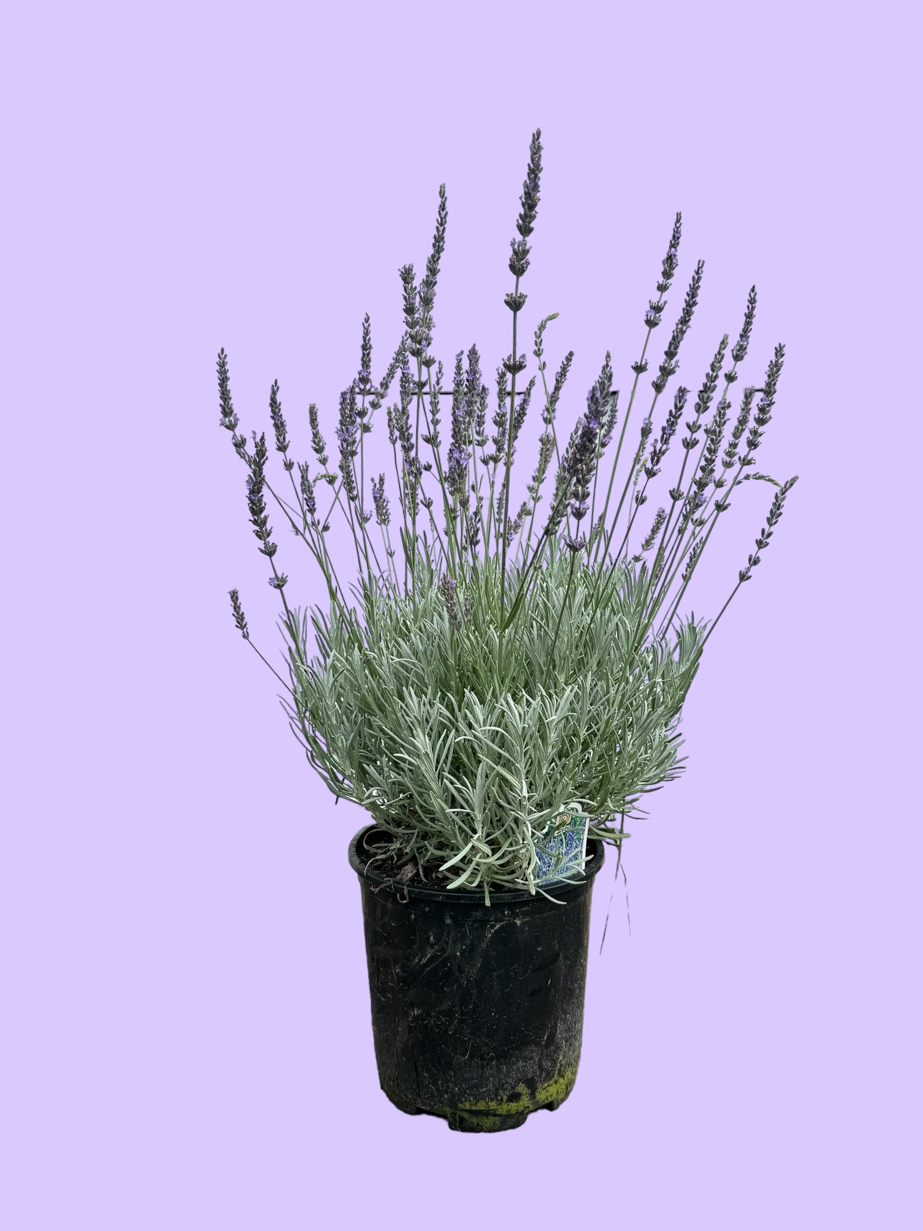 Phenomenal Lavender