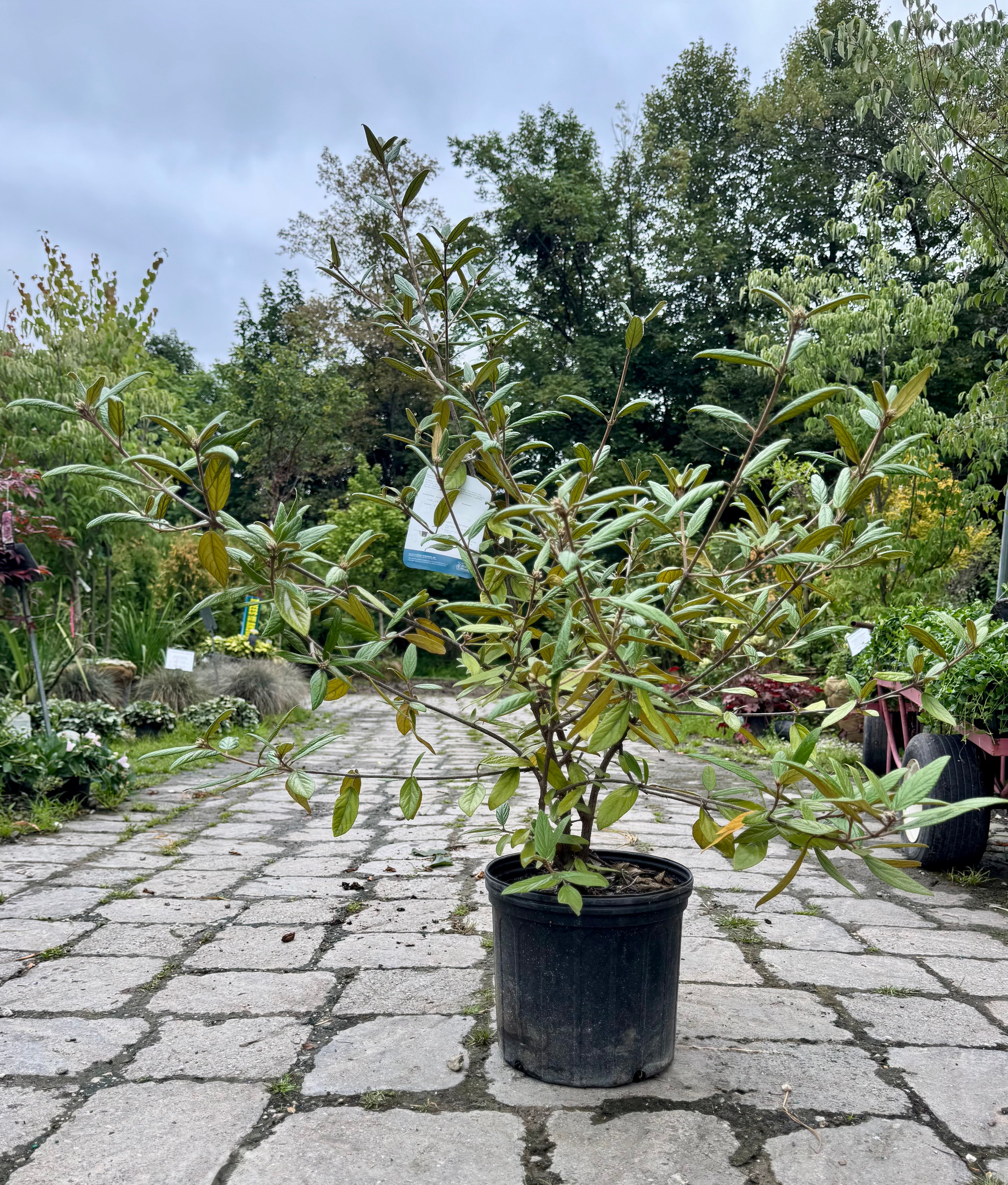 Prague Viburnum
