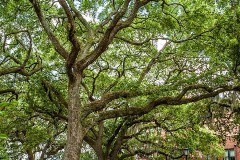 XL Live Oak