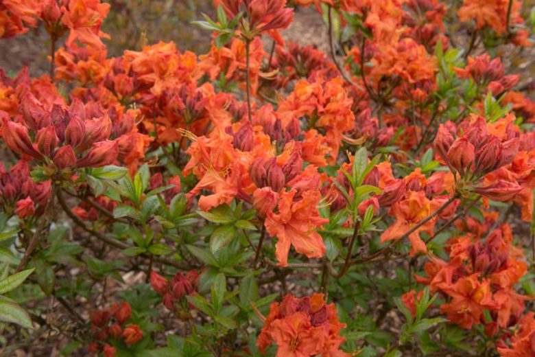 Mandarin Lights Azalea