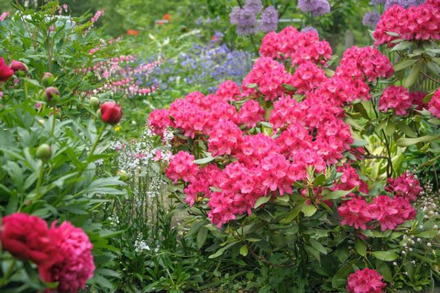 Nova Zembla Rhododendron