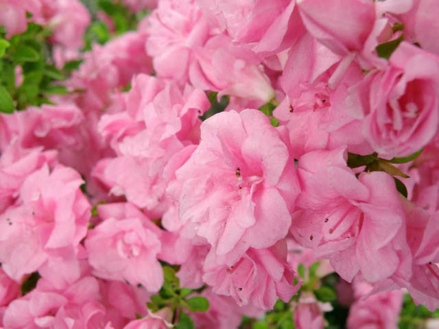 Gumpo Pink Dwarf Azalea