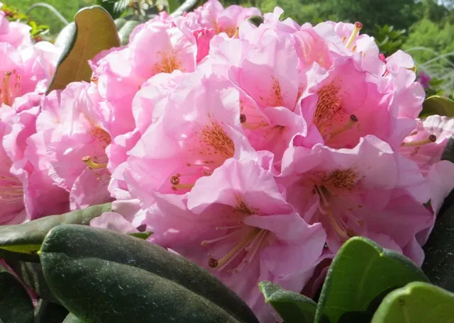 Roseum Elegans Rhododendron