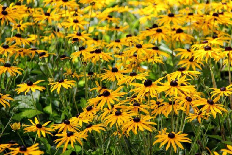 Little Goldstar Black Eyed Susan