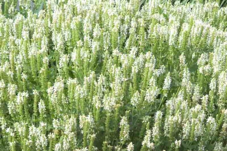 Snow Hill Salvia