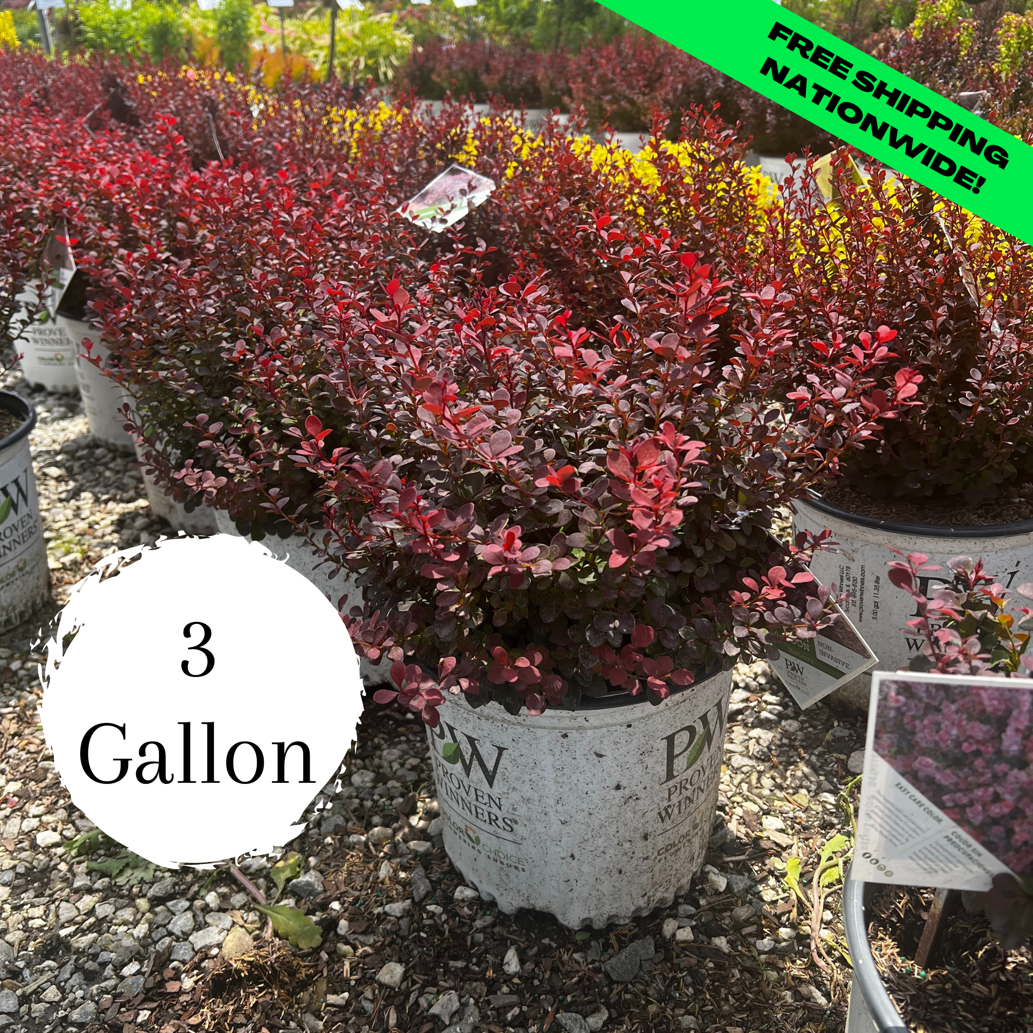 Sunjoy Mini Maroon Barberry - 3 Gallon (1ft)