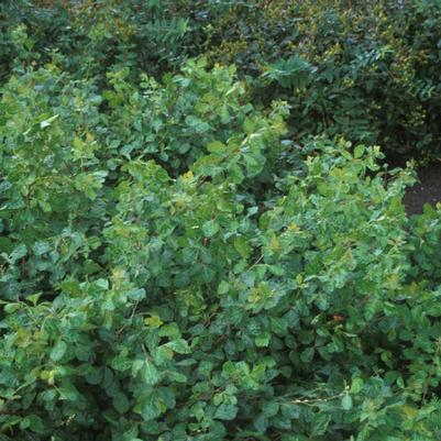 Gro-low Fragrant Sumac