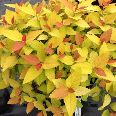 Northern Lights Spirea