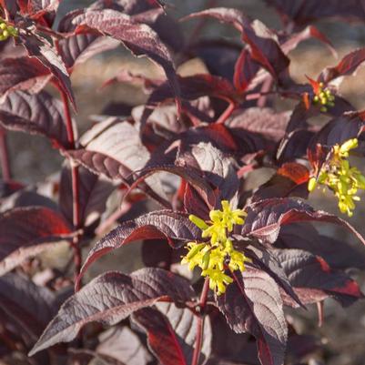 Nightglow® Bush Honeysuckle (Diervilla)