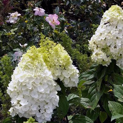 Moonrock Hydrangea