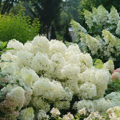 Pufferfish Hydrangea