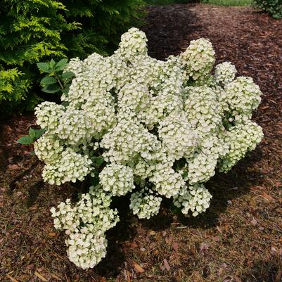 Tiny Quick Fire Hydrangea