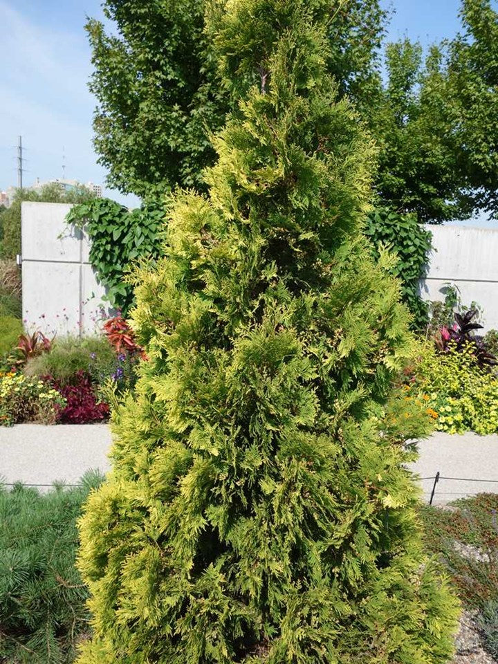 Yellow Ribbon Arborvitae