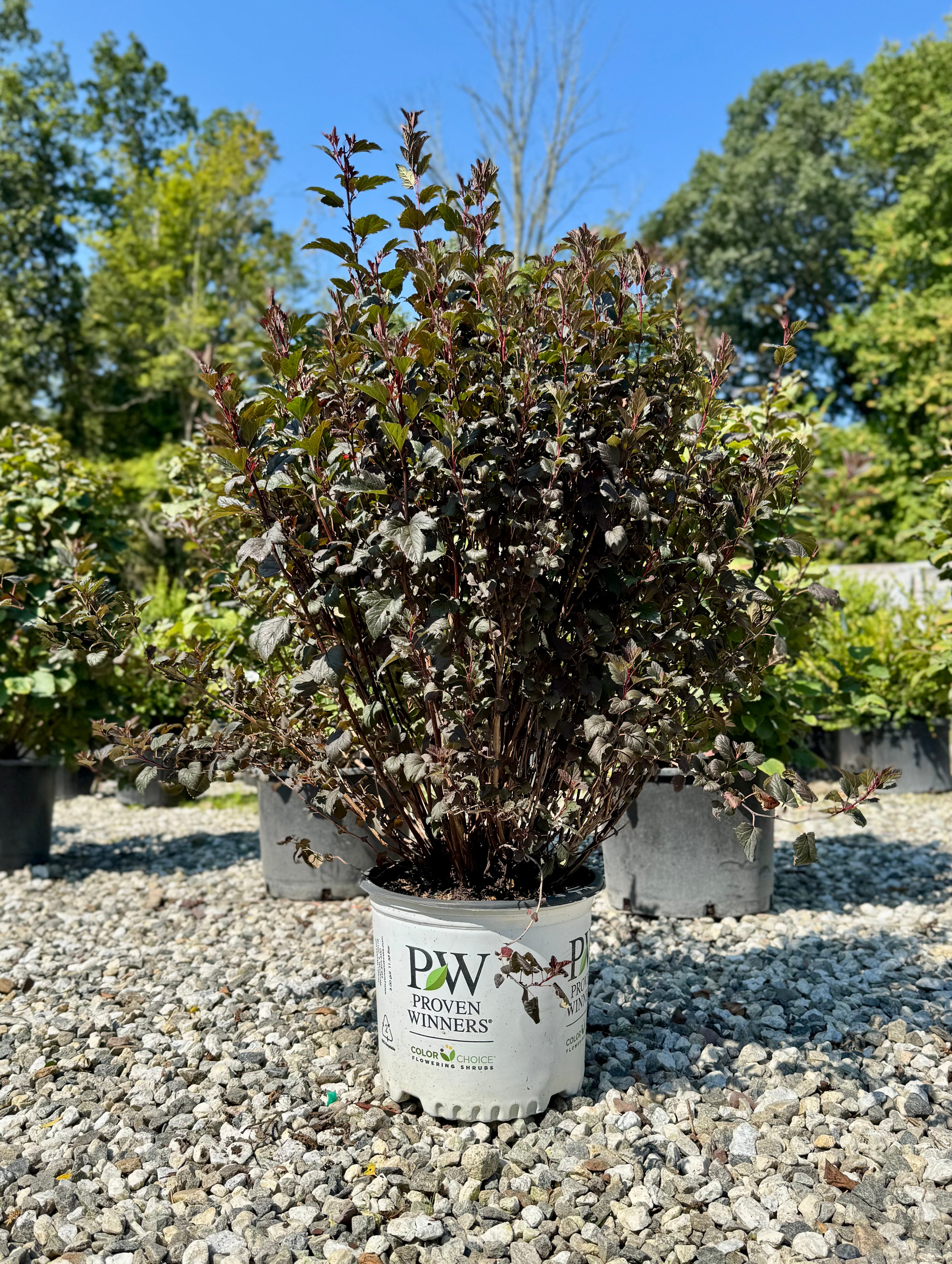 Tiny Wine Ninebark