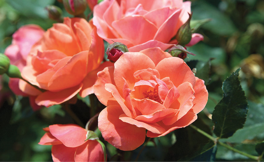 Coral Knockout Rose