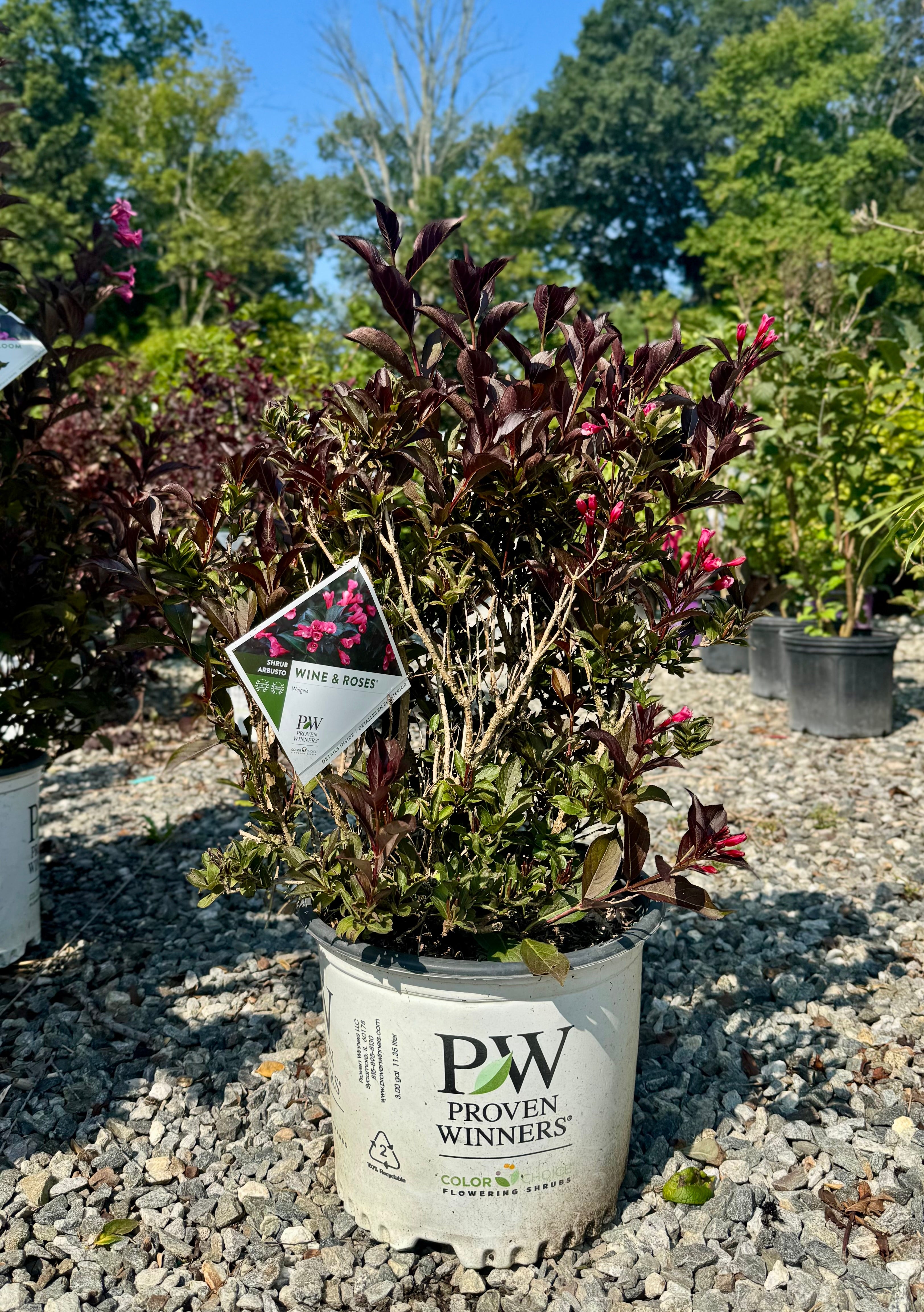Wine & Roses Weigela
