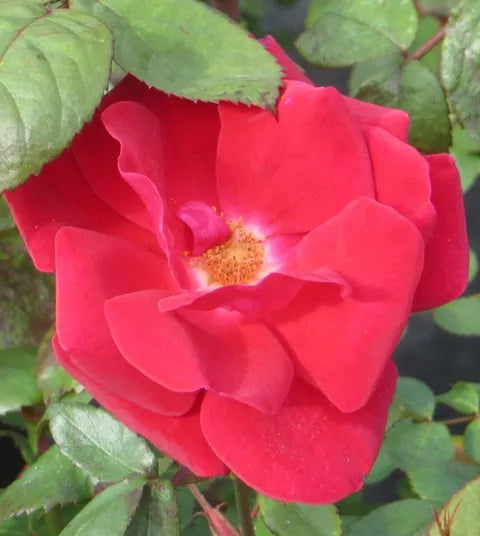 Winner's Circle Rose