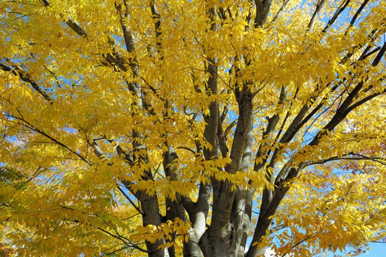 XL Green Vase Zelkova