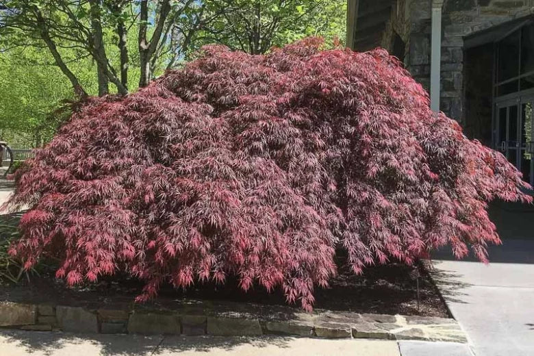 XL Tamukeyama Maple