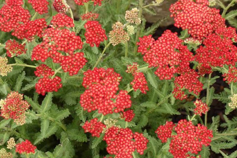 Sassy Summer Sangria Yarrow