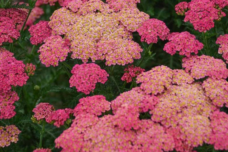 Sassy Summer Taffy Yarrow