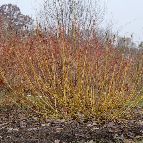 Arctic Fire® Yellow Twig Dogwood