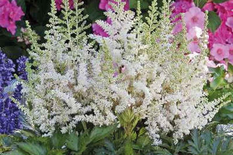 Astilbe Vision in White