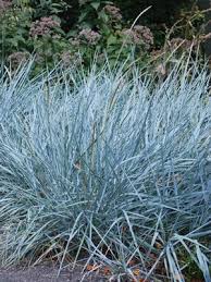 Blue Dune Lyme Grass