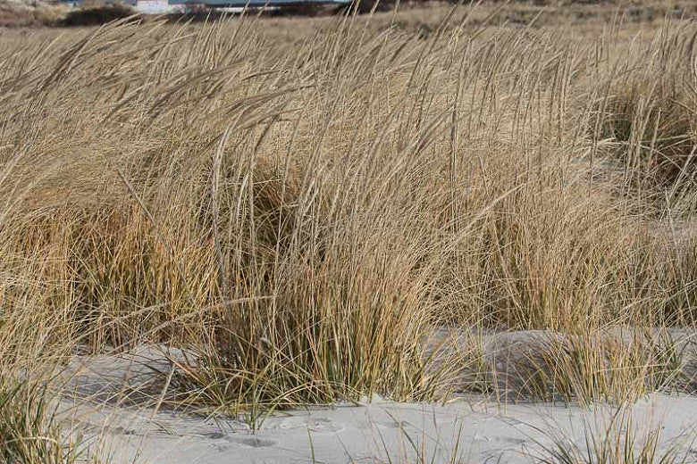 American Beach Grass