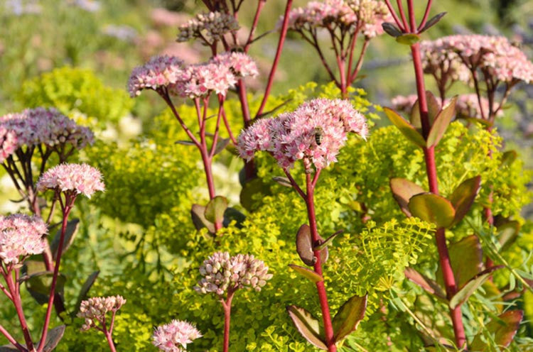 Matrona Stonecrop