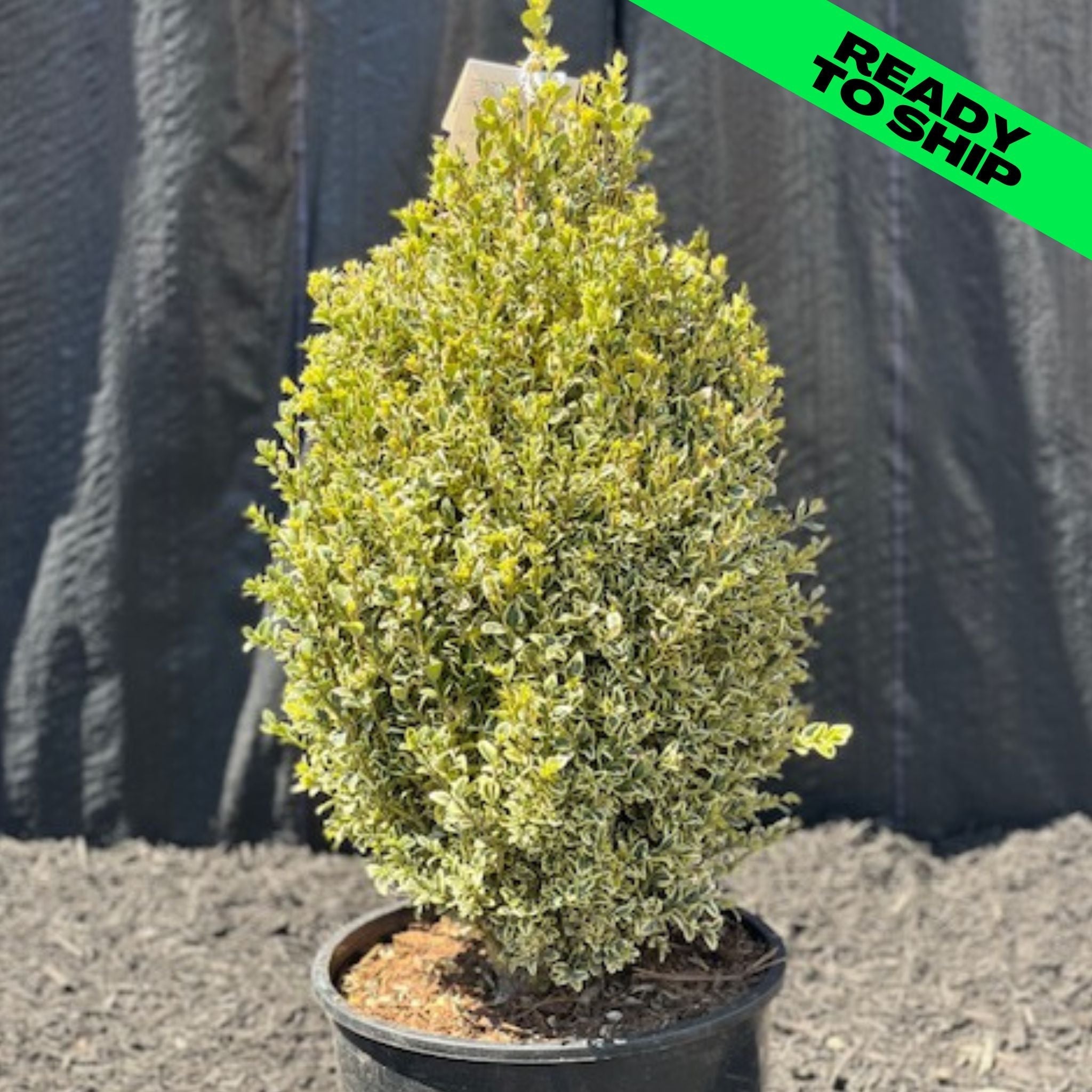 Variegated Boxwood