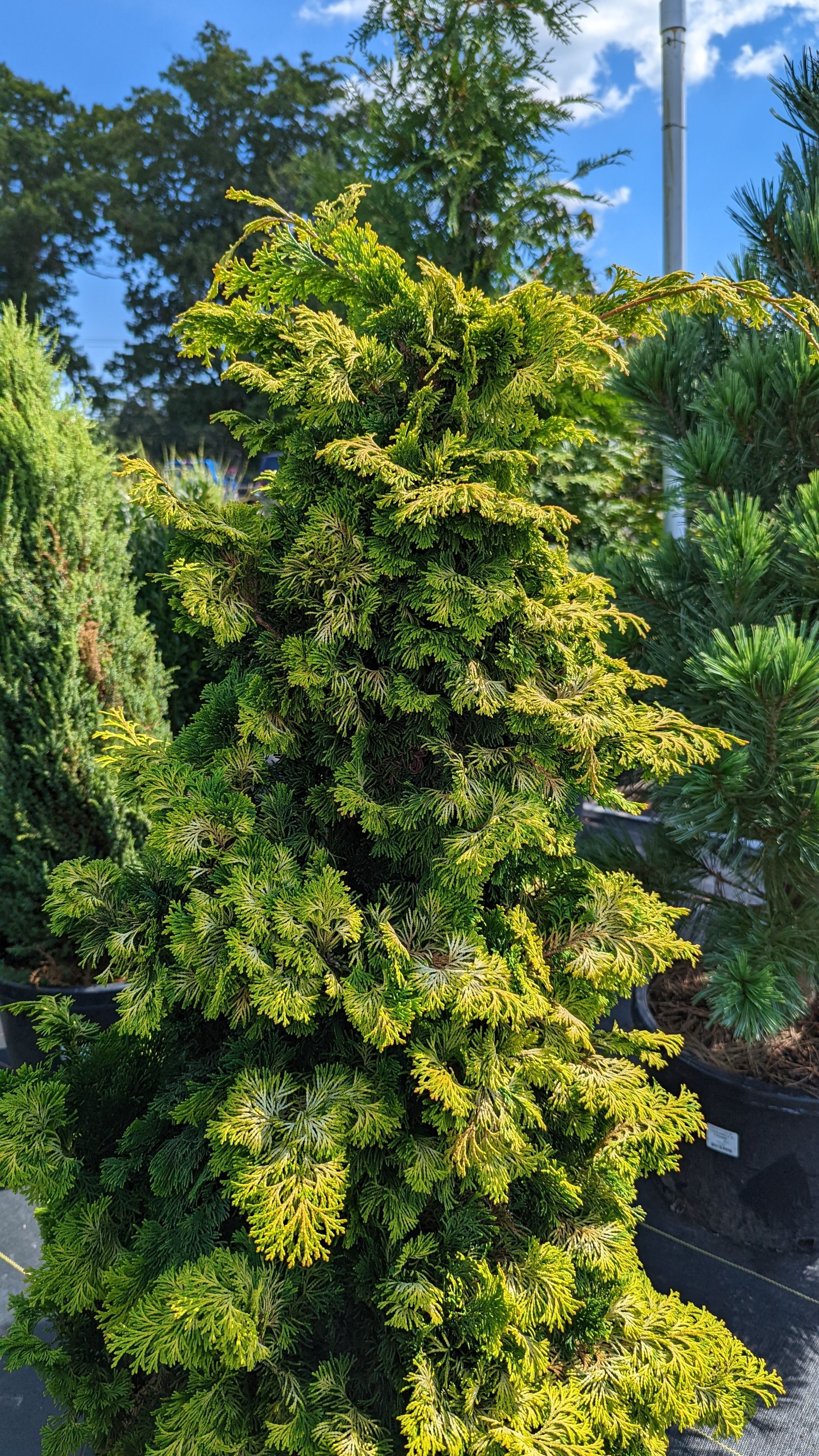 Fernspray Gold Hinoki Cypress