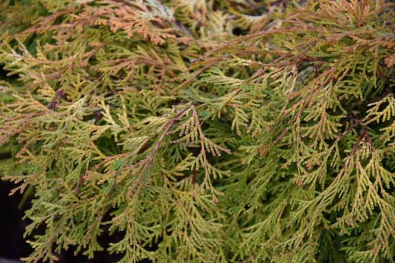 Cripps Golden Hinoki False Cypress