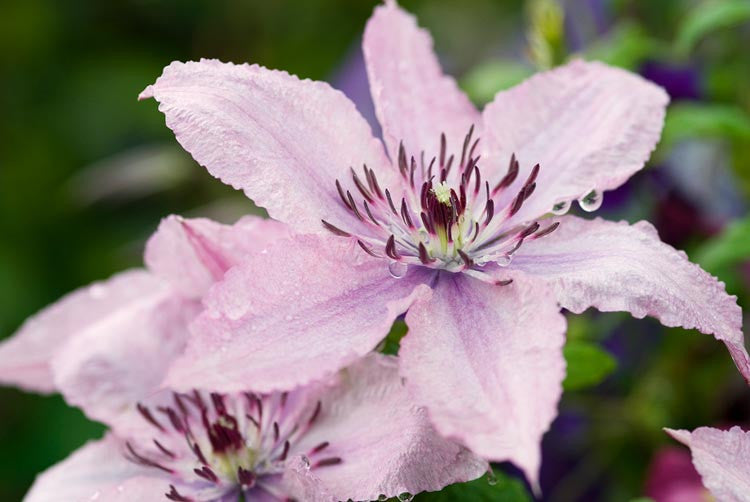 Hagley Hybrid Clematis