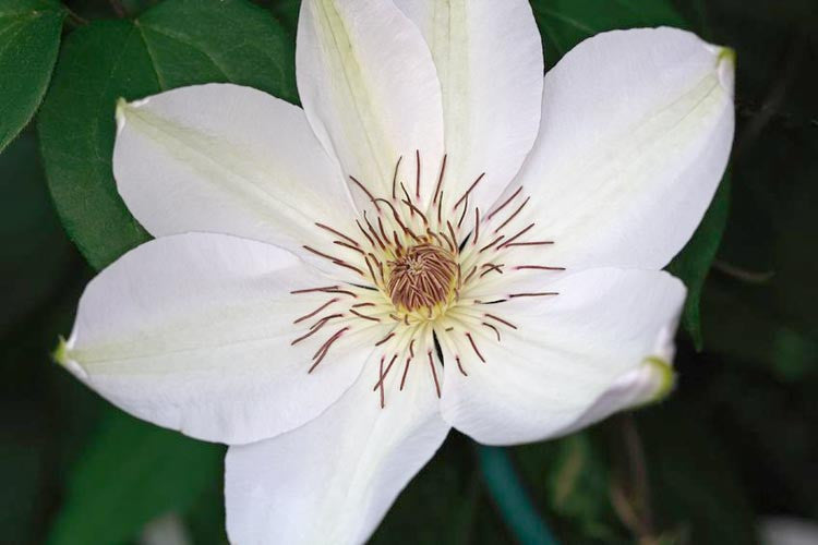 Henryi Clematis