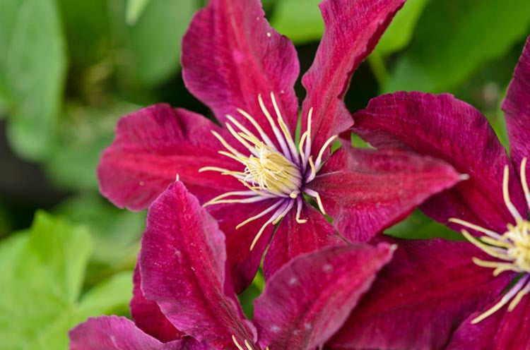 Niobe Clematis