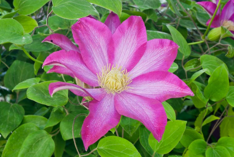 Pink Champagne Clematis