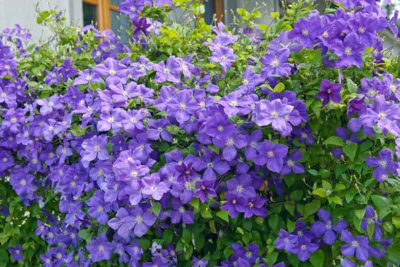 Jackman's Clematis