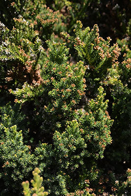 Yoshino Cryptomeria (Japanese Cedar)