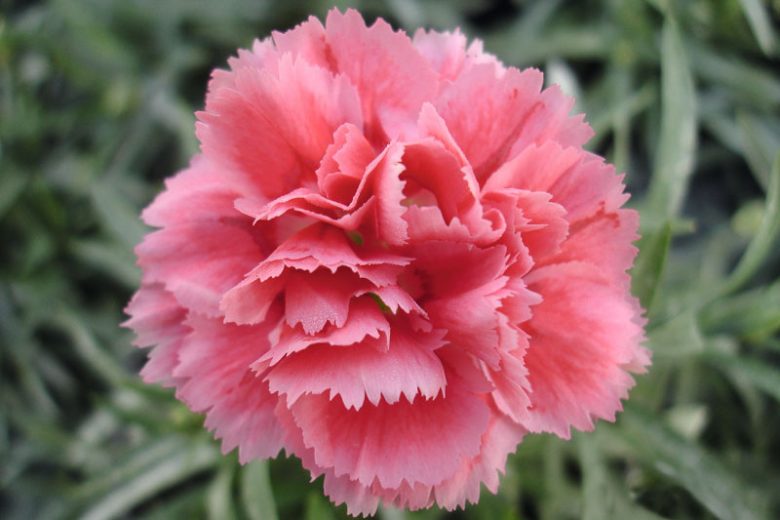 Scent First Tickled Pink Dianthus