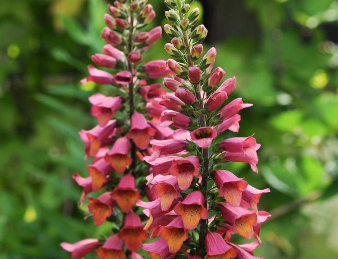 Arctic Fox Rose Foxglove